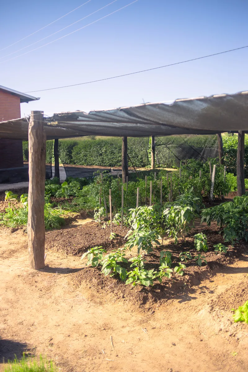 Huerta de CEPRESOL cultivada con humus de lombriz producido en la planta