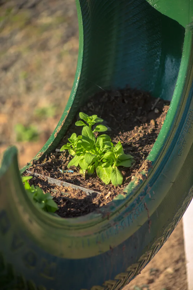 Plantín creciendo en un neumático reciclado reutilizado como maceta